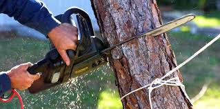 Best Tree Risk Assessment  in Woodbridge, CA