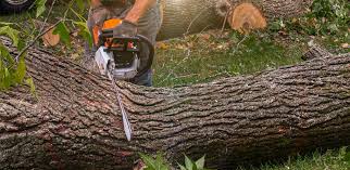 Best Tree Preservation Services  in Woodbridge, CA