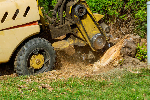 Best Tree Risk Assessment  in Woodbridge, CA