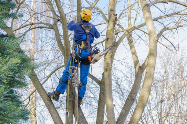 Best Commercial Tree Services  in Woodbridge, CA