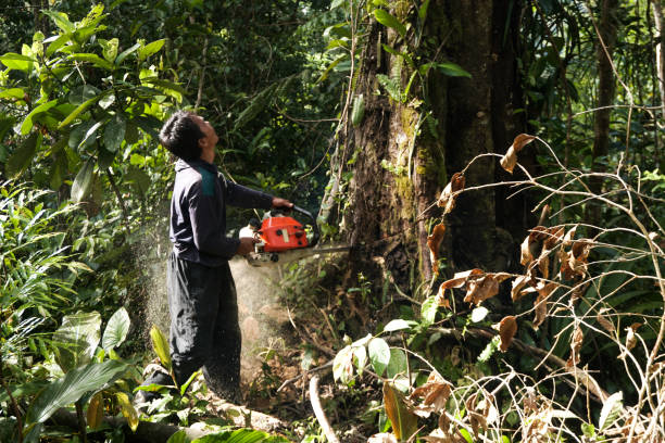 Best Leaf Removal  in Woodbridge, CA