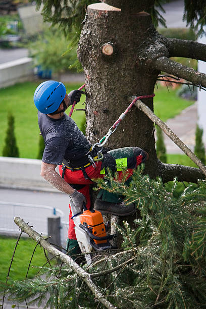 Woodbridge, CA Tree Care Services Company