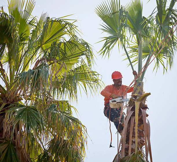 Best Tree Mulching  in Woodbridge, CA