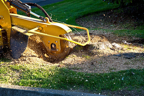 Best Tree Trimming and Pruning  in Woodbridge, CA